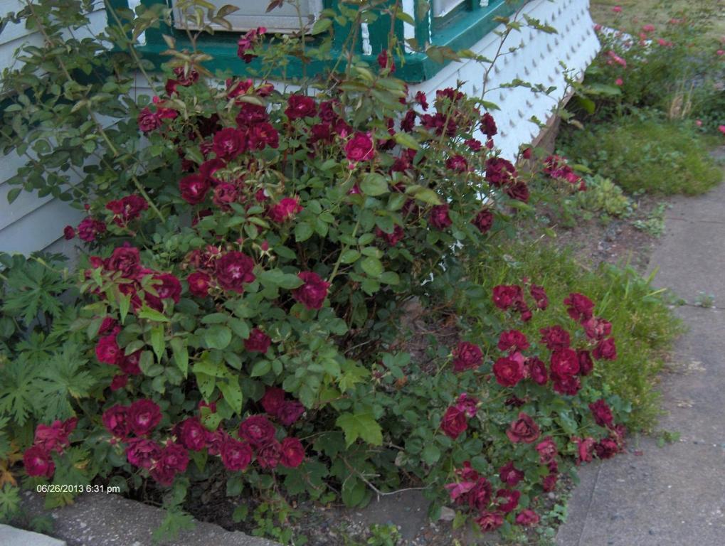 Antique Rose Inn Windham Extérieur photo