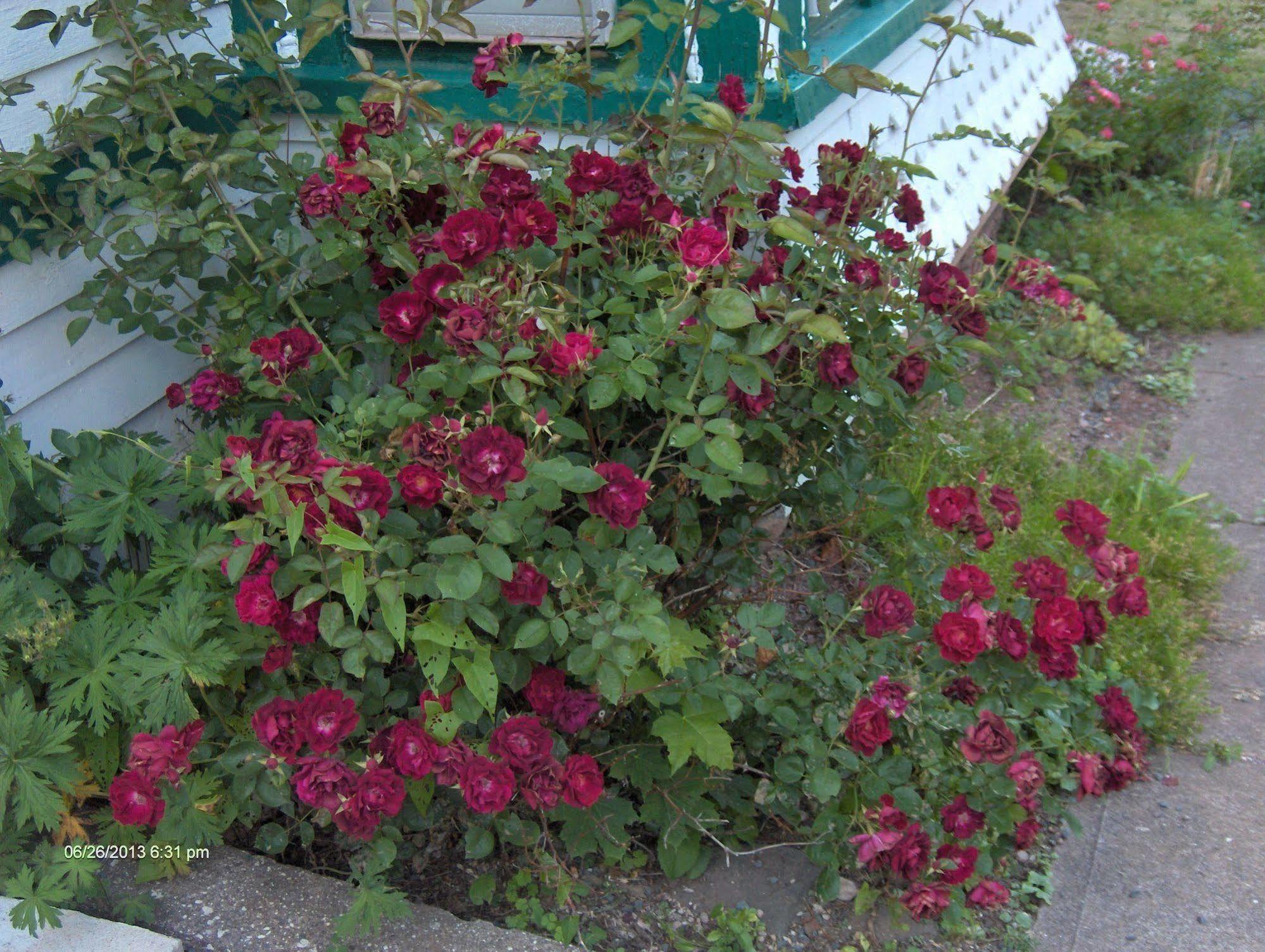Antique Rose Inn Windham Extérieur photo